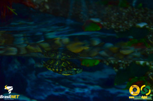 Filename=DSC_6239.jpg
Filesize=176KiB
Dimensions=960x636
Date added=Apr 09, 2024 DSC_6239.jpg