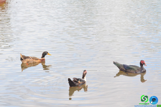 Filename=DSC_4306.jpg
Filesize=198KiB
Dimensions=960x636
Date added=Nov 24, 2025 DSC_4306.jpg