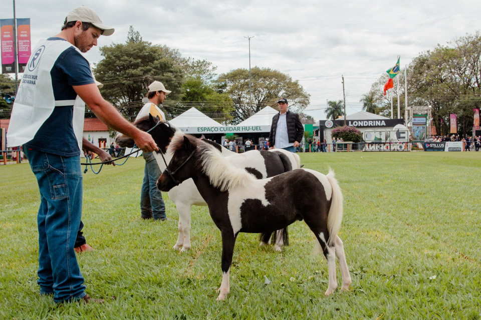 XXICampeonatoNacionaldeMiniHorse-68.jpg