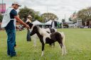 XXICampeonatoNacionaldeMiniHorse-68.jpg