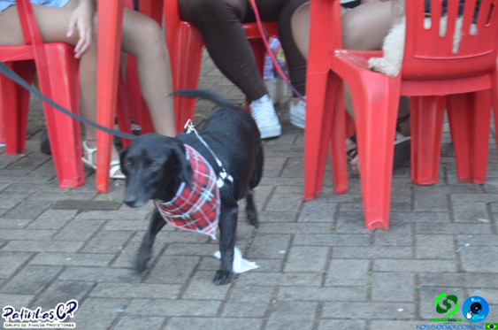 19/07/26 em Cornelio Procopio - Pet Julina - Foto 280