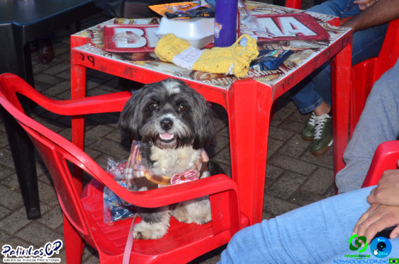 19/07/26 em Cornelio Procopio - Pet Julina - Foto 356